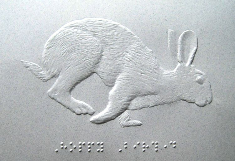 A rabbit tactile graphic