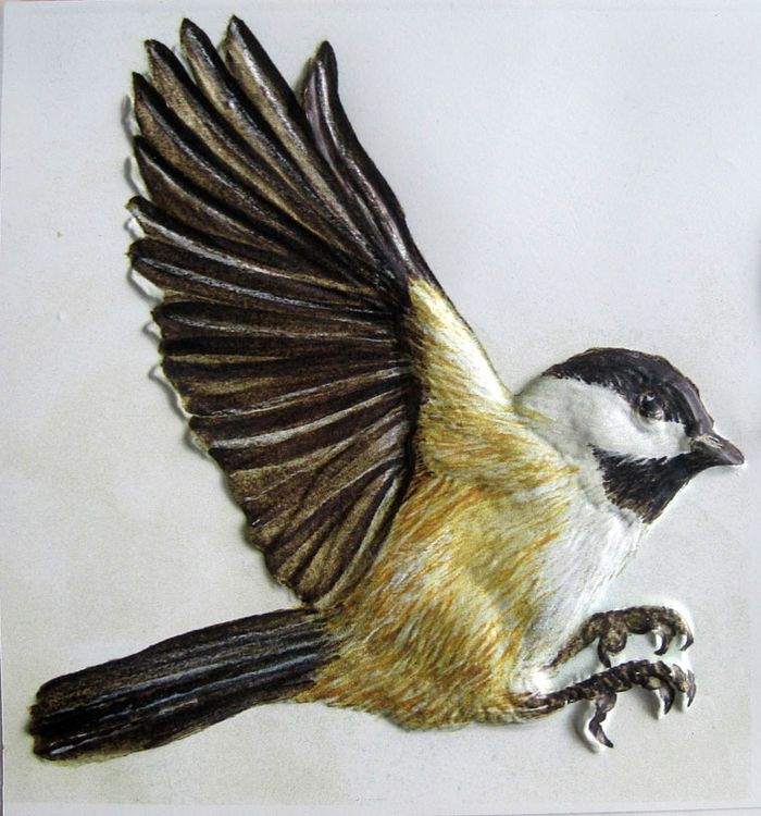 A chickadee tactile graphic